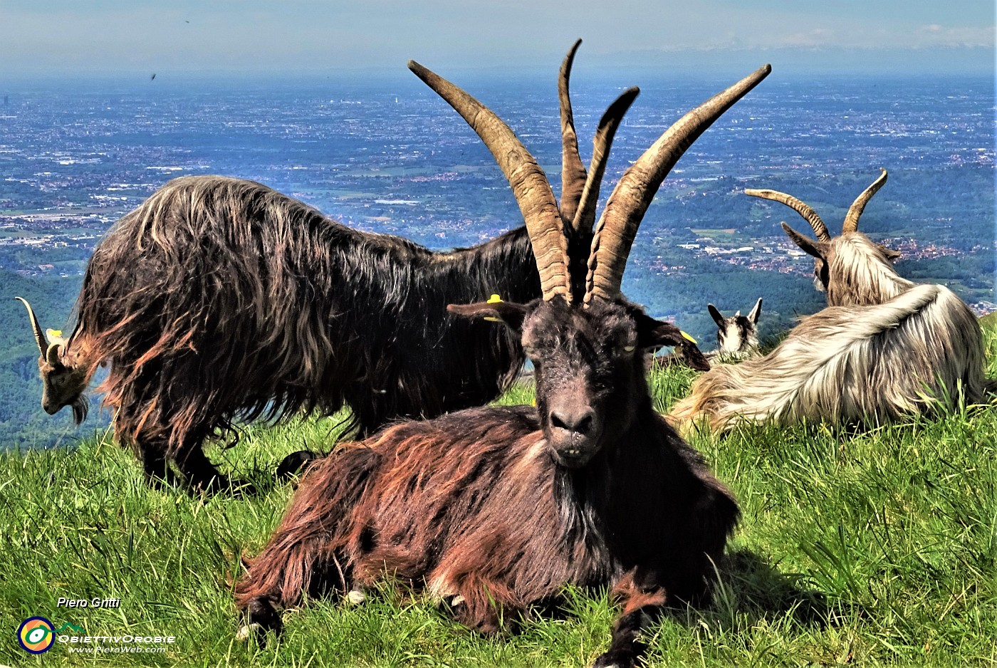 42 Capre orobiche in siesta mattutina con vista verso la pianura.JPG